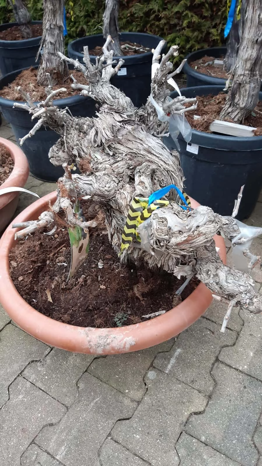 Vitis Vinifera – Druivenrank Bonsai 4 Vitis Vinifera – Druivenrank Bonsai - Afbeelding 2