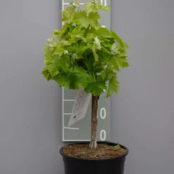 Vitis Vinifera ‘Alphonse Lavalle’