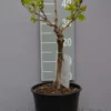 Vitis Vinifera ‘Doña Maria’ -Huisdecoratie Winkel druif dona maria scaled 1