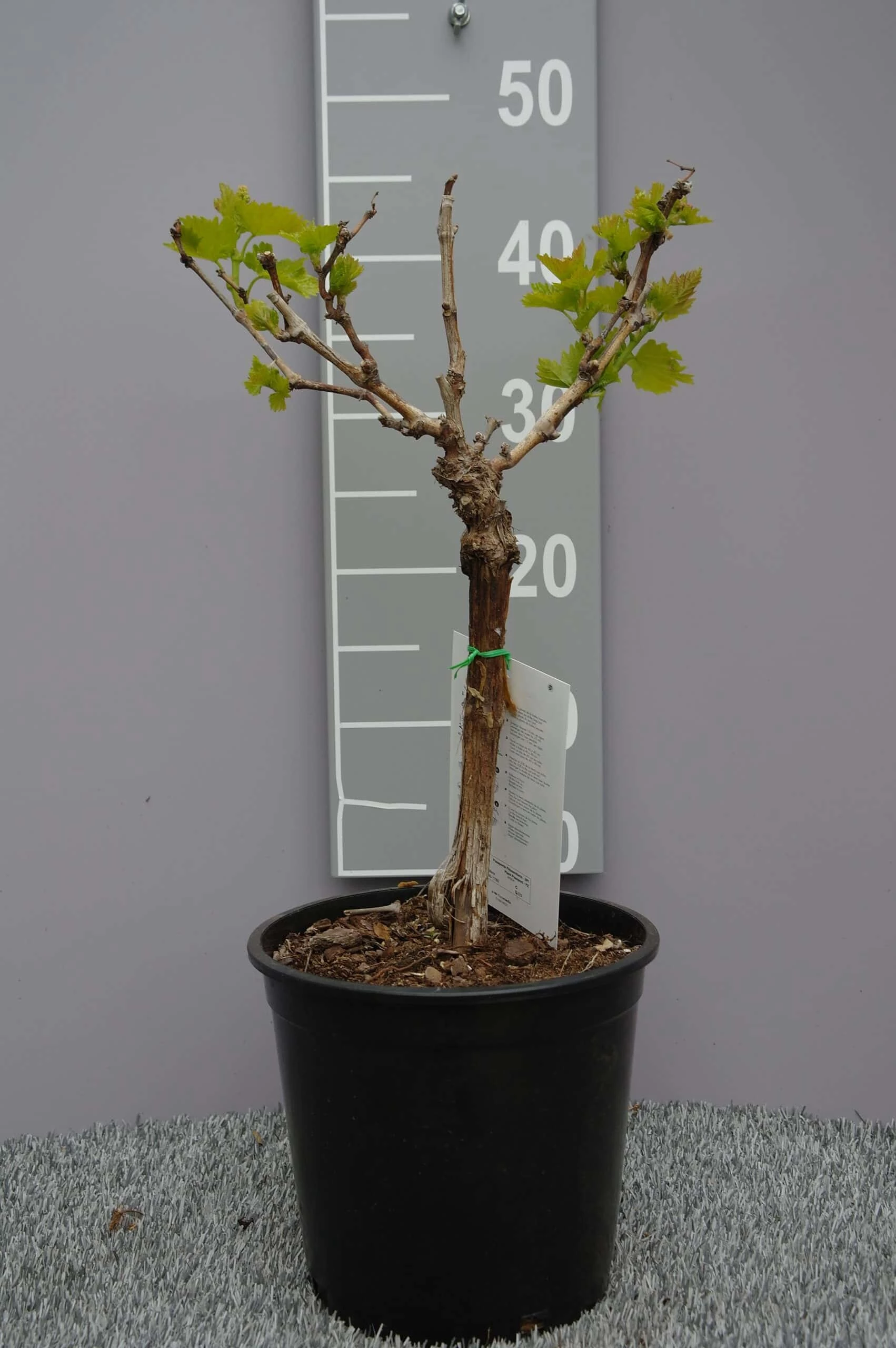 Vitis Vinifera ‘Doña Maria’ 3 Vitis Vinifera ‘Doña Maria’