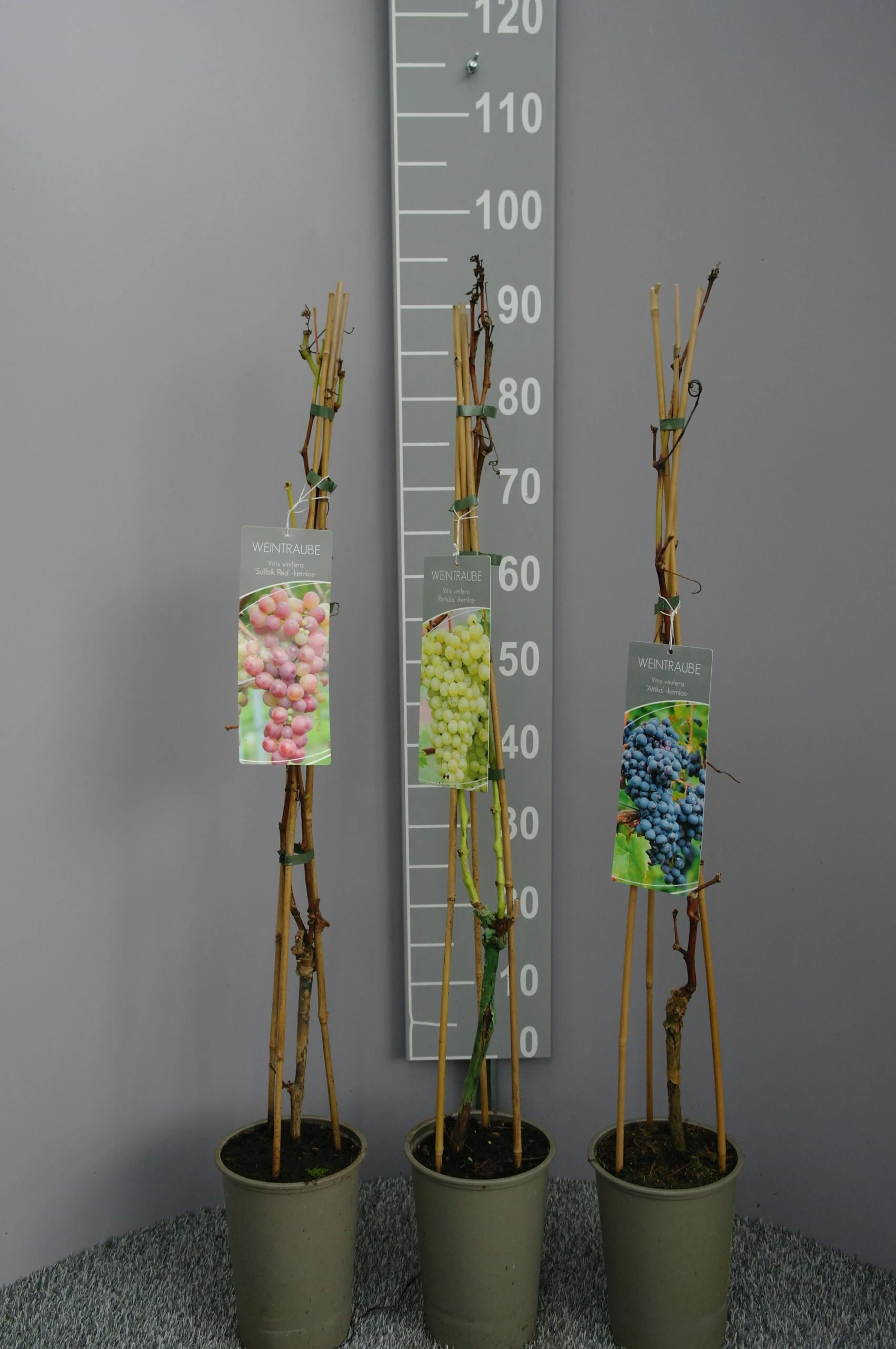 Vitis Vinifera ‘Primus’ Pitloos 4 Vitis Vinifera ‘Primus’ Pitloos - Afbeelding 2