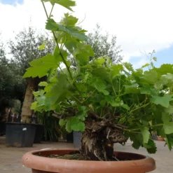 Vitis Vinifera – Druivenrank Bonsai 7 Vitis Vinifera – Druivenrank Bonsai -Huisdecoratie Winkel druivenrank in schaal E109 1 scaled 1