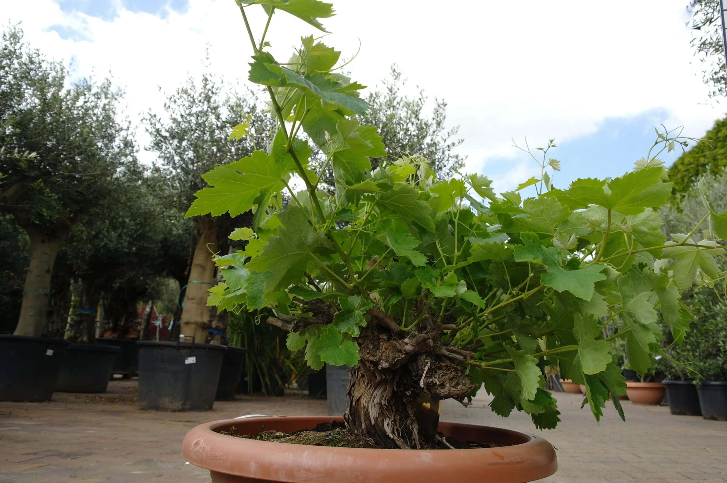 Vitis Vinifera – Druivenrank Bonsai 5 Vitis Vinifera – Druivenrank Bonsai - Afbeelding 3