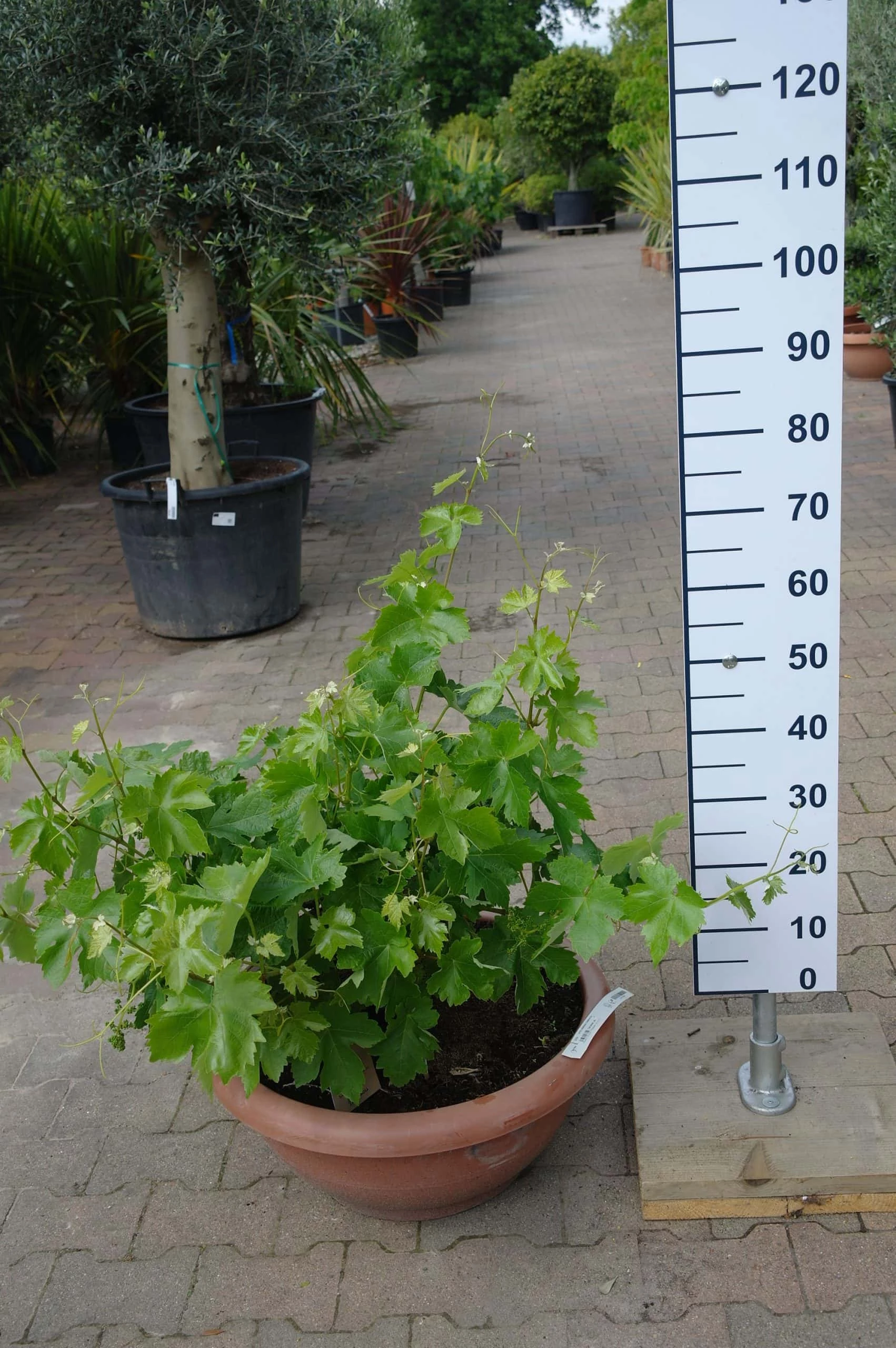 Vitis Vinifera – Druivenrank Bonsai 3 Vitis Vinifera – Druivenrank Bonsai