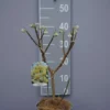 Edgeworthia Chrysantha -Huisdecoratie Winkel edworthia chrysanta scaled 2