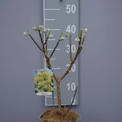 Edgeworthia Chrysantha