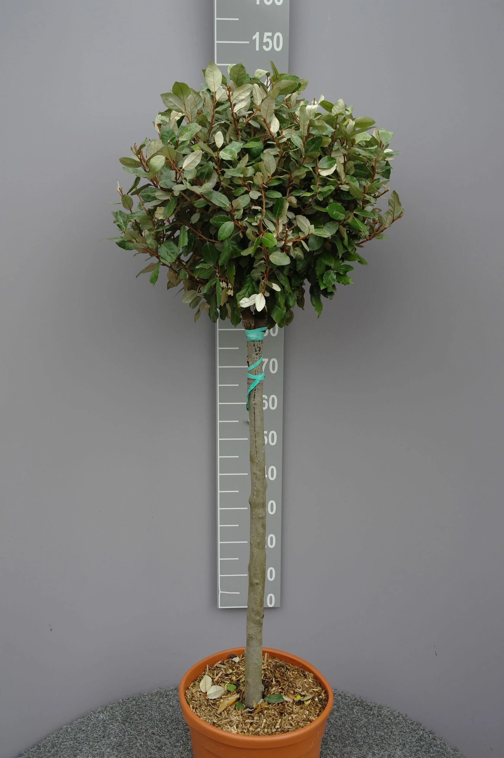 Elaeagnus Ebbingei ‘compacta’ Op Stam 80-90 Cm 3 Elaeagnus Ebbingei ‘compacta’ Op Stam 80-90 Cm