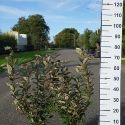 Elaeagnus Ebbingei Compacta