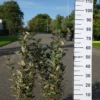 Elaeagnus Ebbingei ‘compacta’