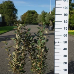 Elaeagnus Ebbingei ‘compacta’