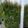 Elaeagnus Ebbingei Compacta Leiboom 2 Elaeagnus Ebbingei Compacta Leiboom -Huisdecoratie Winkel elaeagnus ebbingei compacta leirek scaled 1