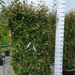 Elaeagnus Ebbingei Compacta Leiboom