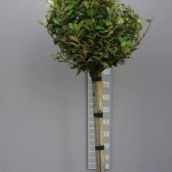 Elaeagnus Ebbingei âcompactaâ Op Stam 80-100 Cm