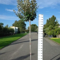 Elaeagnus Ebbingei Compacta Op Stam 180 Cm