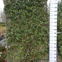 Elaeagnus Ebbingei Compacta Rek