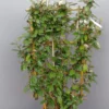 Elaeagnus Ebbingei Op Rek 1 Elaeagnus Ebbingei Op Rek -Huisdecoratie Winkel elaeagnus ebbingei rek scaled 1