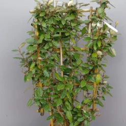 Elaeagnus Ebbingei Op Rek