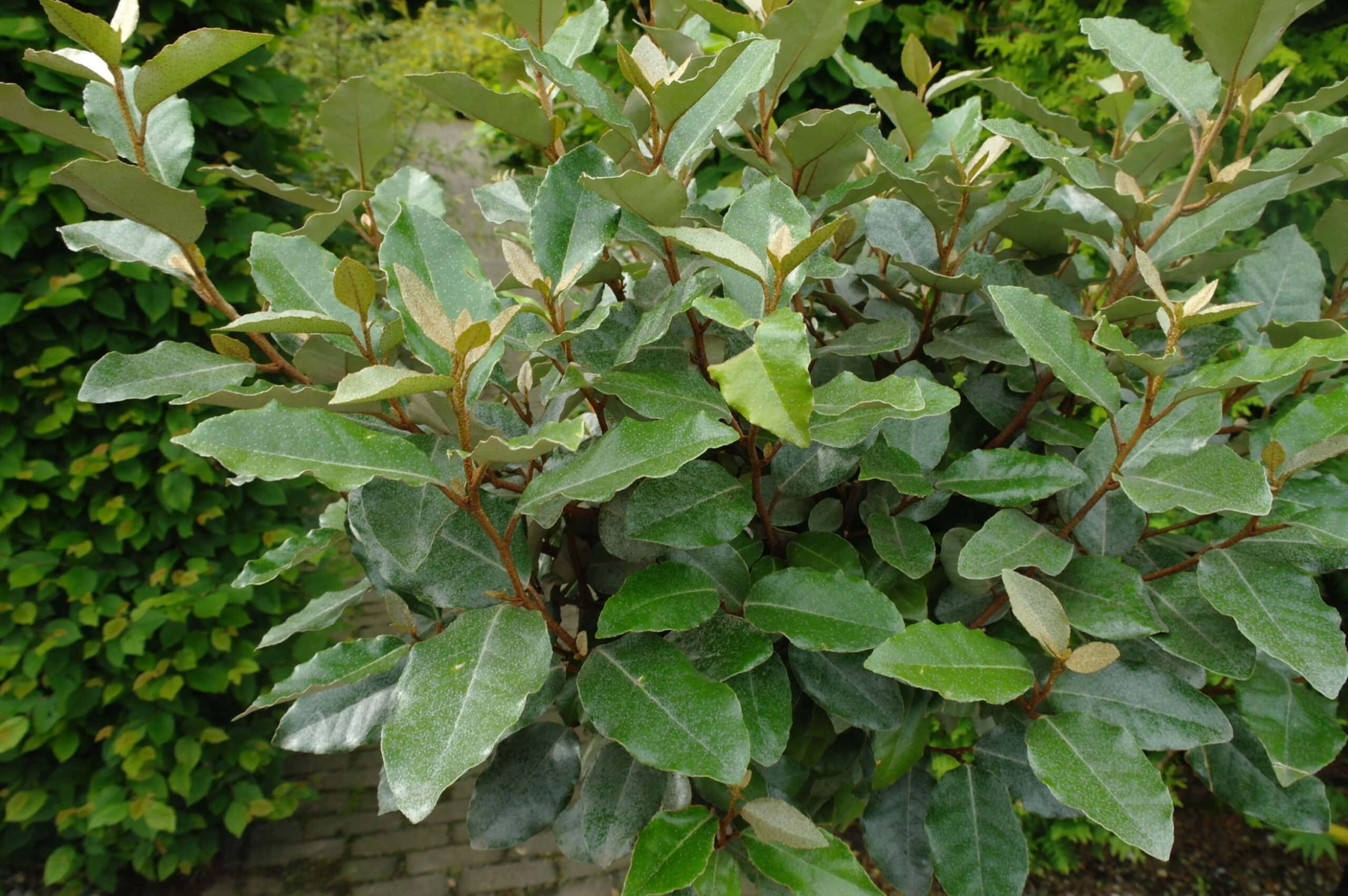 Elaeagnus Ebbingei ‘compacta’ Op Stam 80-90 Cm 4 Elaeagnus Ebbingei ‘compacta’ Op Stam 80-90 Cm - Afbeelding 2