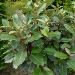 Elaeagnus Ebbingei ‘compacta’ Op Stam 90 Cm -Huisdecoratie Winkel eleagnus blad foto scaled 5