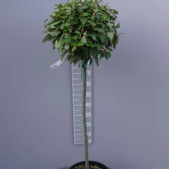 Elaeagnus Ebbingei ‘compacta’ Op Stam 90 Cm -Huisdecoratie Winkel eleagnus compacta stam 84.99 scaled 1