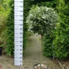 Elaeagnus Ebbingei ‘compacta’ Op Stam 90 Cm -Huisdecoratie Winkel eleagnus ebbingei stam 90 cm 84.99 90 cm stam e1560523557220 scaled 1
