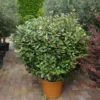 Elaeagnus Ebbingei Bol -Huisdecoratie Winkel eleagnus ebingei bol 120 cm 169.00 scaled 1