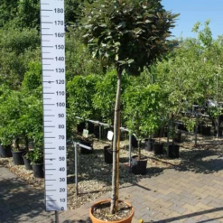 Elaeagnus Ebbingei Compacta Op Stam 140 Cm Stam -Huisdecoratie Winkel eleagnus stam 109 2 scaled 2