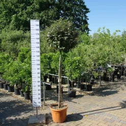 Elaeagnus Ebbingei Compacta Op Stam 140 Cm Stam -Huisdecoratie Winkel eleagnus stam 109 scaled 2