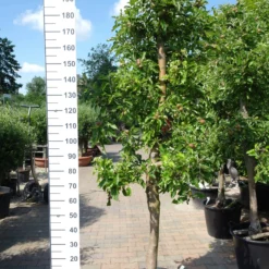 Malus Jonagold Appel -Huisdecoratie Winkel elstar 149.00 scaled 1