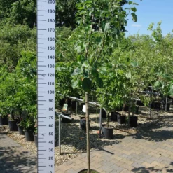 Malus Jonagold Appel -Huisdecoratie Winkel elstar 39.95 scaled 1
