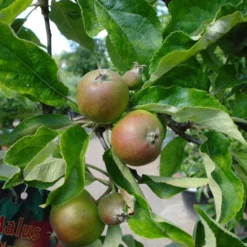 Malus Golden Delicious Leivorm -Huisdecoratie Winkel elstar appel scaled 2