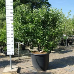 Malus Jonagold Appel -Huisdecoratie Winkel elstar lei 299 scaled 2