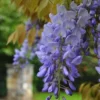 Wisteria Sinensis ‘Eranthema’ -Huisdecoratie Winkel eranthema