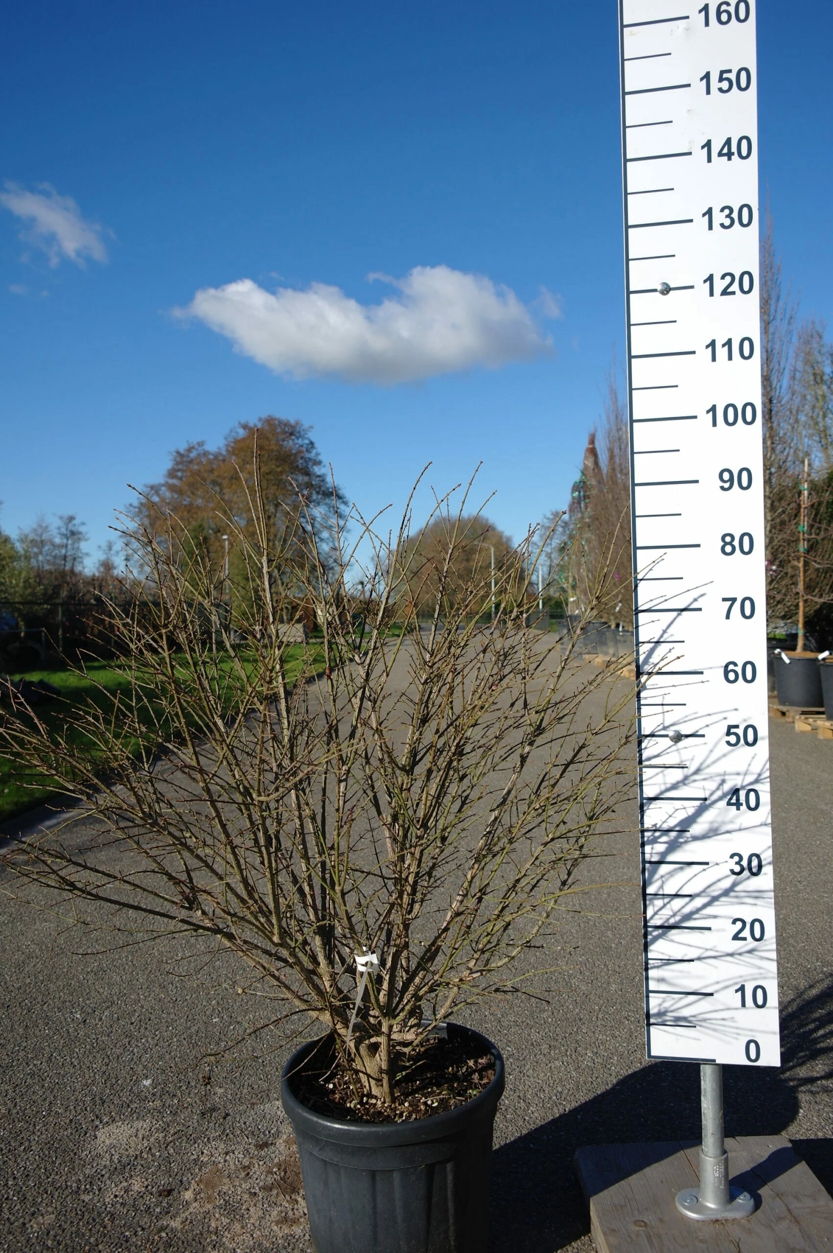 Euonymus Alatus Compactus 3 Euonymus Alatus Compactus