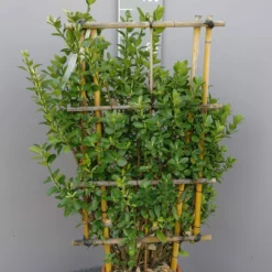 Euonymus Japonicus Op Rek