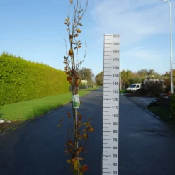 Fagus Syl. ‘Dawyck Gold’