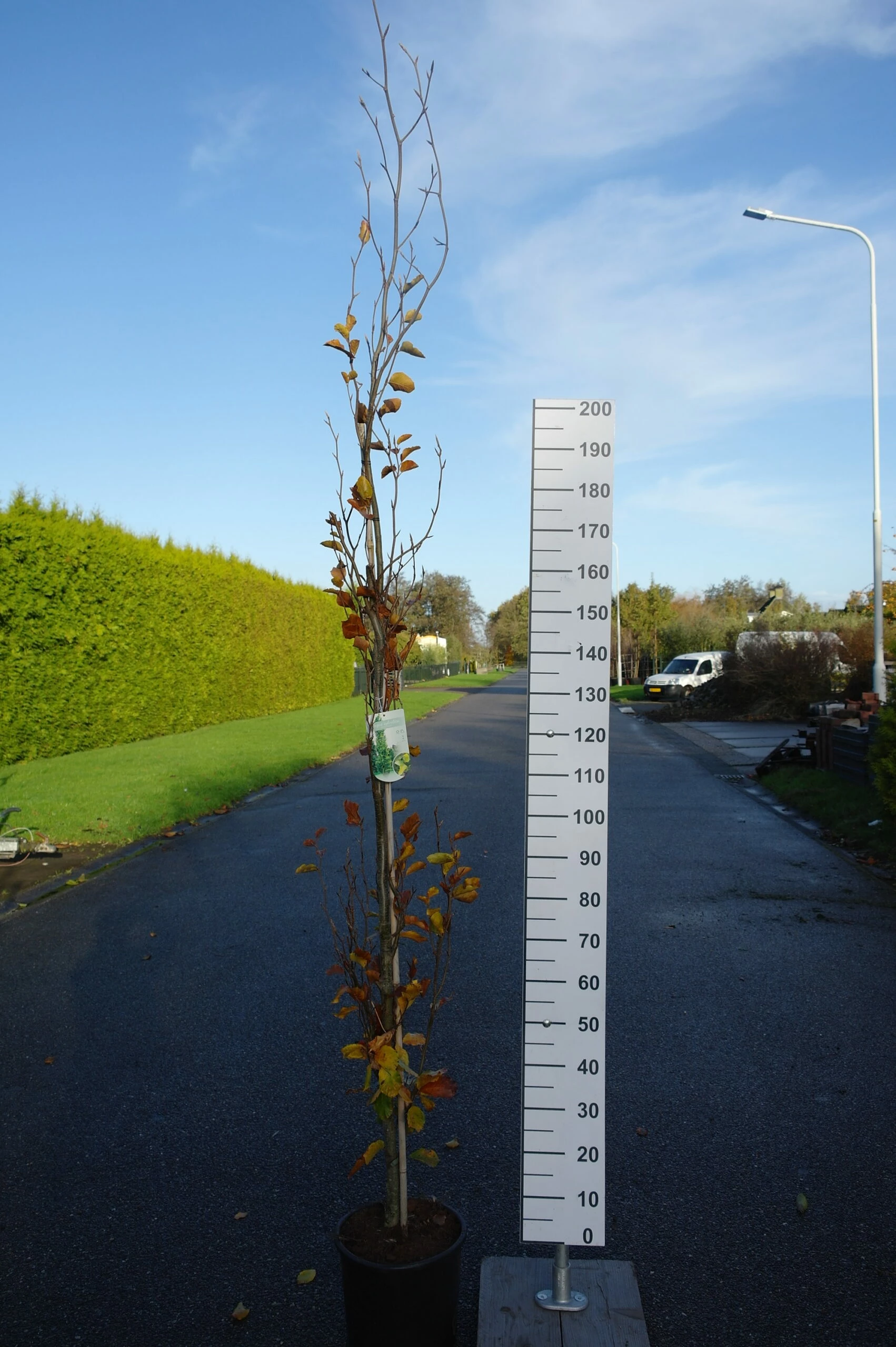 Fagus Syl. ‘Dawyck Gold’ 3 Fagus Syl. ‘Dawyck Gold’