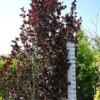 Fagus Syl. âDawyck Purpleâ 1 Fagus Syl. âDawyck Purpleâ -Huisdecoratie Winkel fagus sylvatica dawick purple