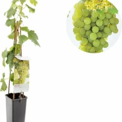 Vitis ‘Fanny’ – Witte Druif