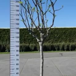 Ficus Carica âRouge De Bordeauxâ