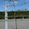 Ficus Carica ‘Brogiotto Bianco’ Lei 4 Etages