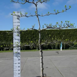Ficus Carica ‘Brogiotto Bianco’ Lei 4 Etages