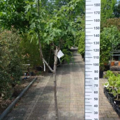 Ficus Carica âDel Portogalloâ Op Stam