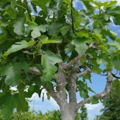 Ficus Carica 9 Ficus Carica -Huisdecoratie Winkel ficus carica 249 1 scaled 1