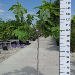 Ficus Carica ‘Fiorone Bianco’