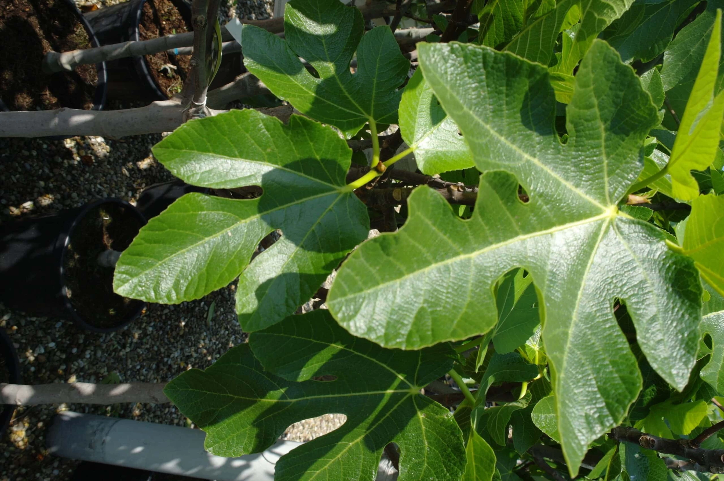 Ficus Carica 4 Ficus Carica - Afbeelding 2