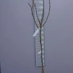 Ficus Carica ‘Brown Turkey’ -Huisdecoratie Winkel ficus carica brown turkey 3499 scaled 1