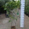 Ficus Carica ‘Rouge De Bordeaux’ Op Rek -Huisdecoratie Winkel ficus carica brwon turkey 1 scaled 1