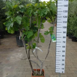 Ficus Carica âViolette Dauphineâ Op Rek