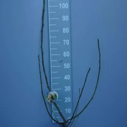 Ficus Carica ‘Firoma’